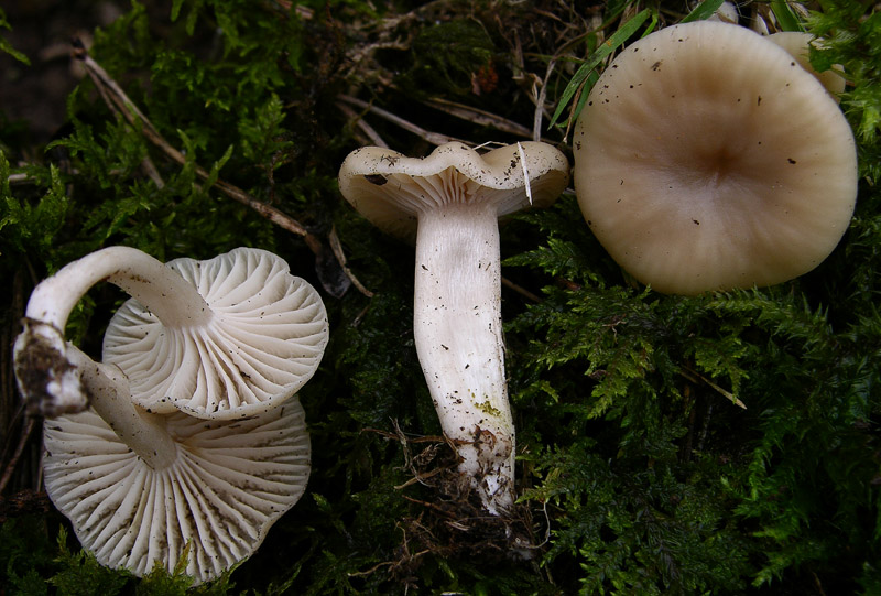 Diverse Hygrocybe da determinare/confermare.